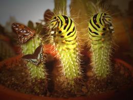 Cactuspillars